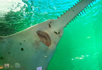 上海海洋水族馆第 197 张图片