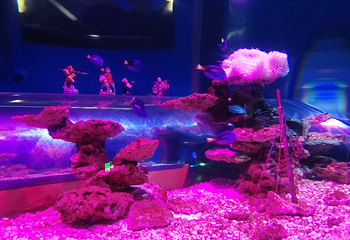 苏州海昌海洋探索馆第 68 张图片
