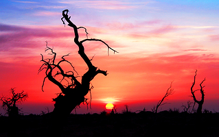 黑城弱水胡杨风景区