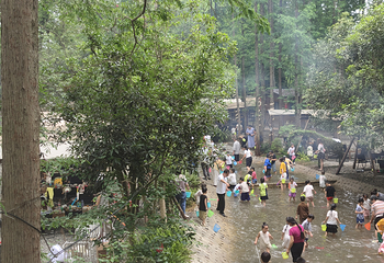 清水里森林营地第 42 张图片