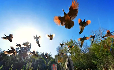 长沙飞鸟乐园第 1 张图片