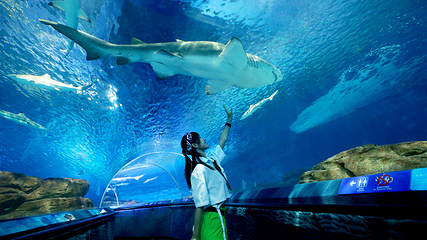 上海海洋水族馆第 5 张图片