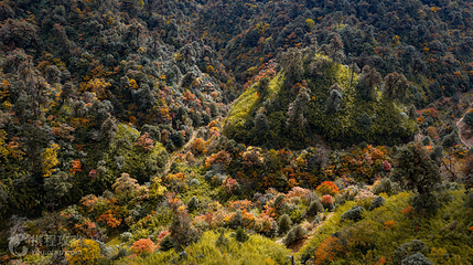 高黎贡山粉竹坝第 3 张图片