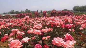 姚渡玫瑰园