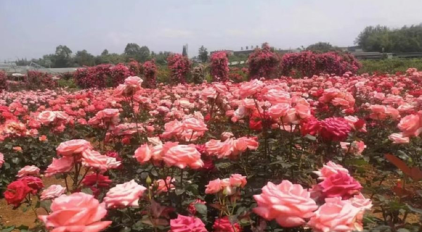 姚渡玫瑰园