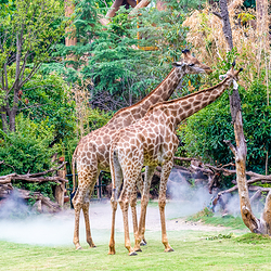 郑州银基动物王国
