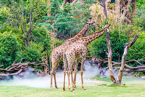 郑州银基动物王国