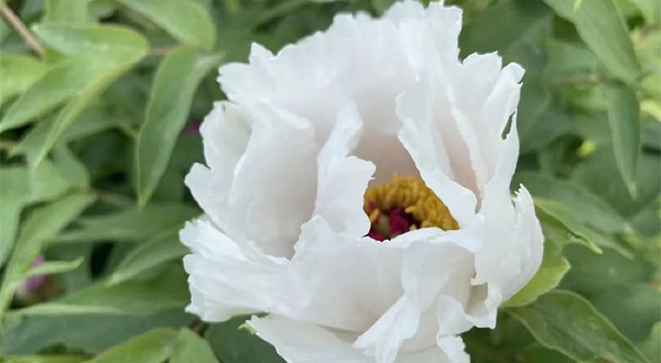 礼云庄园新汶牡丹园