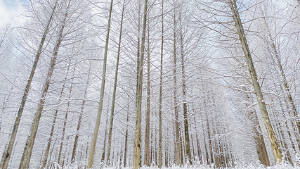 兴山昭君国际滑雪场第 39 张图片