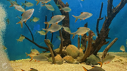 渔你同鲟水族馆第 4 张图片