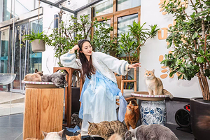 密云猫咪家撸猫花园