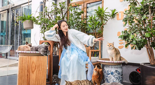 密云猫咪家撸猫花园