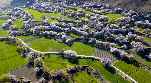 布久朵当村桃花园