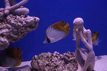 内江海昌海洋探索馆第 24 张图片