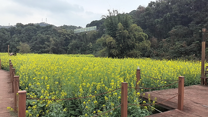 鹤鸣洲湿地公园第 14 张图片
