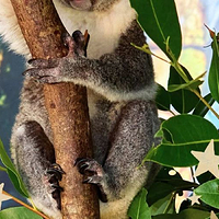 Cairns Koalas & Creatures