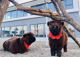 张美阿嬷萌宠农场