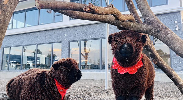 张美阿嬷萌宠农场