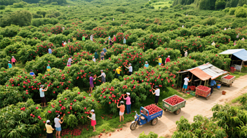 西丽果场生产基地