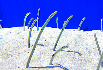 上海海洋水族馆第 67 张图片