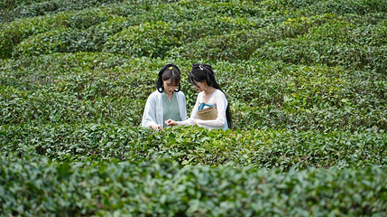 青城道茶观光园第 1 张图片