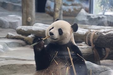 绵阳中华大熊猫苑第 2 张图片