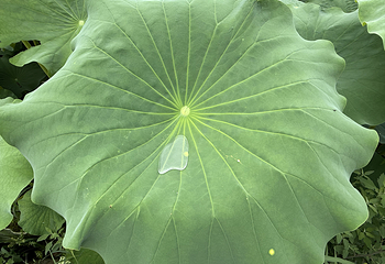荷你藕遇第 36 张图片