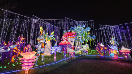 九龙湾花星球第 61 张图片