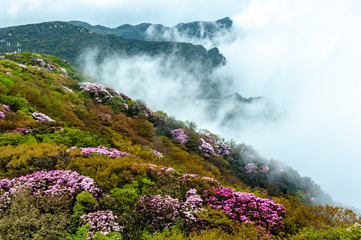 金佛山第 76 张图片
