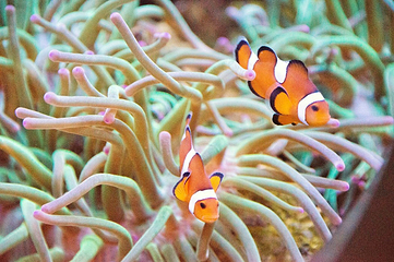 澎湖水族馆第 17 张图片