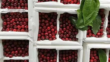 汉源大樱桃车厘子采摘园