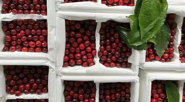 汉源大樱桃车厘子采摘园