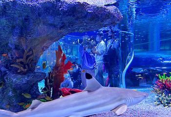 釜山SEA LIFE水族馆第 8 张图片