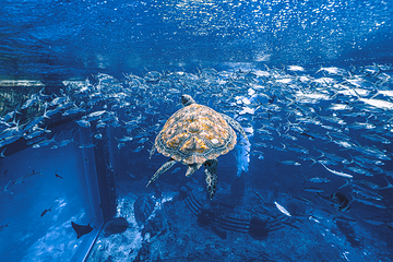 三亚亚特兰蒂斯失落的空间水族馆第 72 张图片