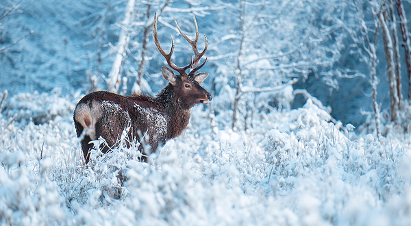 二郎山喇叭河风景区