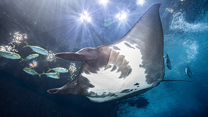 佐治亚水族馆第 13 张图片