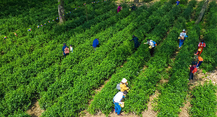安徽白云春毫茶旅研学基地第 5 张图片