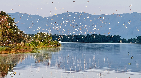 天湖鹭鸟生态风景区