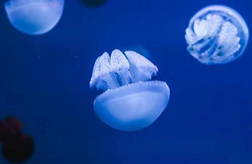 宿迁骆马湖海洋乐园第 19 张图片
