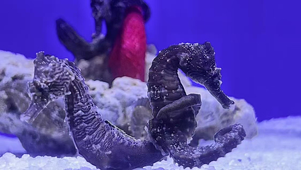 海底世界(苏州乐园馆)第 3 张图片