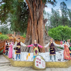 世界柏树王园林