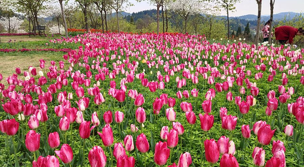 川西花海大世界