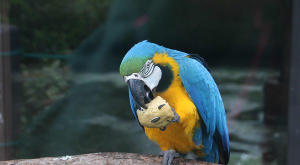 上方山森林动物世界