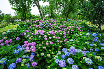 九龙湾花星球第 71 张图片