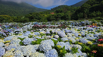 高家绣球花田水尾第二园区第 1 张图片