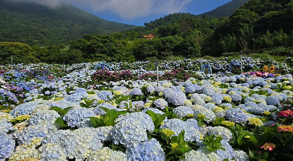高家绣球花田水尾第二园区