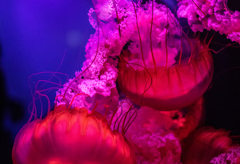 佐治亚水族馆第 15 张图片