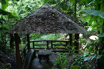 腾冲樱花谷森林温泉景区第 17 张图片