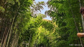 树山生态村木栈道