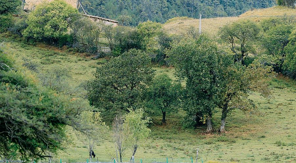 香格里拉娜姆措生态公园